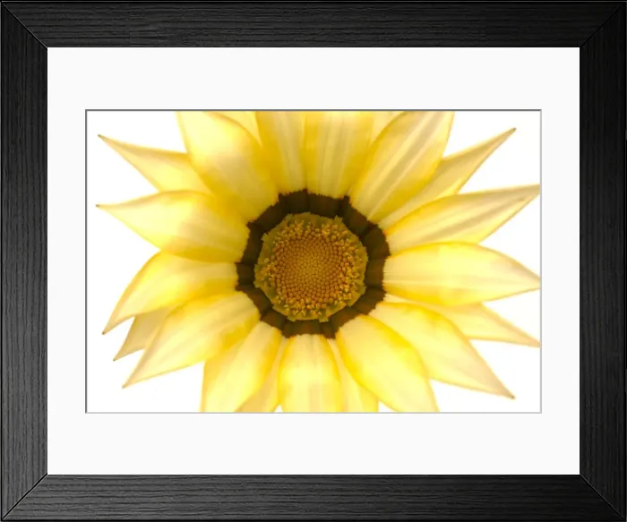 Framed Print : Gazania Flower - on white background Framed Print : Gazania Flower - on white background