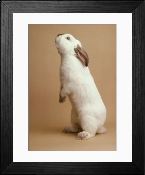 Framed Print : Lilac Californian Rabbit JD 182 © John Daniels / ARDEA LONDON Framed Print : Lilac Californian Rabbit JD 182 © John Daniels / ARDEA LONDON