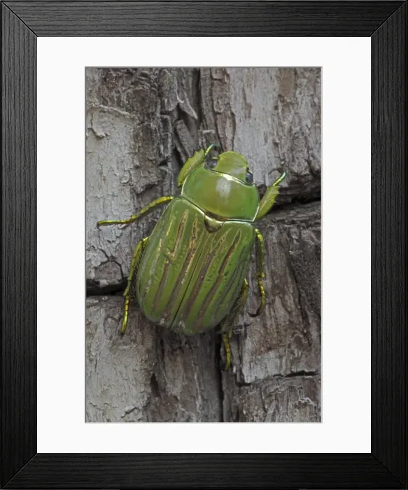 Framed Print : Scarab Beetle - Chiricahua Mountains - Arizona - USA Framed Print : Scarab Beetle - Chiricahua Mountains - Arizona - USA