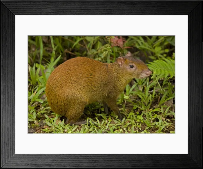 Framed Print : Central American Agouti - Rodent - Tropical Rainforest - Costa Rica Framed Print : Central American Agouti - Rodent - Tropical Rainforest - Costa Rica