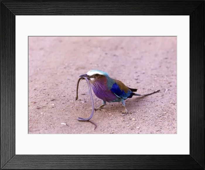 Framed Print : Lilac-breasted Roller - eating snake - Kruger National Park - South Africa Framed Print : Lilac-breasted Roller - eating snake - Kruger National Park - South Africa