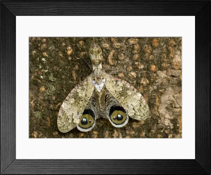 Framed Print : Lantern fly - (Machaca) - Fulgora lampetis - Costa Rica - Tropical dry forset - Defensive display Framed Print : Lantern fly - (Machaca) - Fulgora lampetis - Costa Rica - Tropical dry forset - Defensive display
