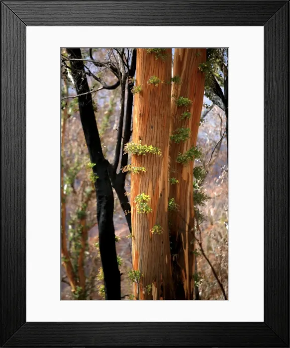 Framed Print : Regrow on Gum trees after bush fire JLR 41 Davies plain - Alpine National Park North East Victoria. Australia © Jean-Marc La-Roque / ardea. com Framed Print : Regrow on Gum trees after bush fire JLR 41 Davies plain - Alpine National Park North East Victoria. Australia © Jean-Marc La-Roque / ardea. com