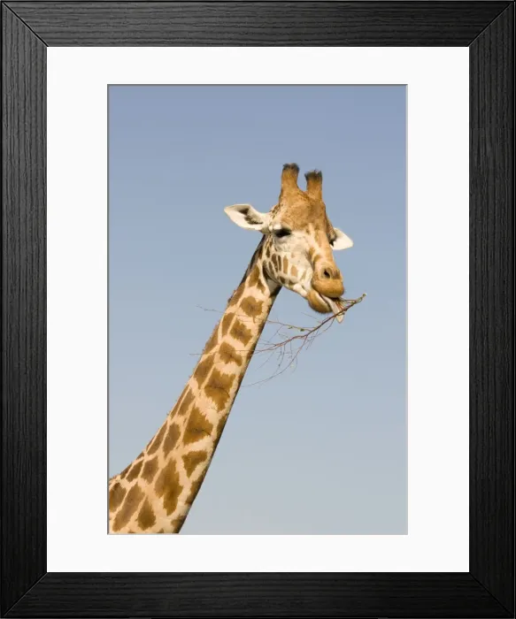 Framed Print : Giraffe - feeding Framed Print : Giraffe - feeding