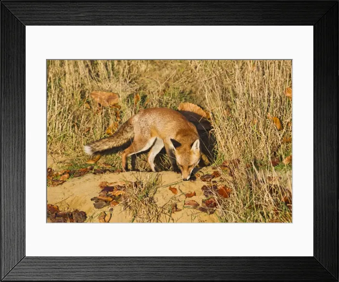 Framed Print : Red Fox - at entrance to earth in afternoon sun - controlled conditions 15039 Framed Print : Red Fox - at entrance to earth in afternoon sun - controlled conditions 15039