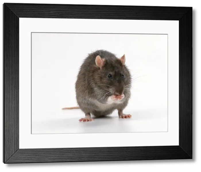 Framed Print : Brown Rat JD 13557 Rattus norvegicus © John Daniels / ardea. com Framed Print : Brown Rat JD 13557 Rattus norvegicus © John Daniels / ardea. com