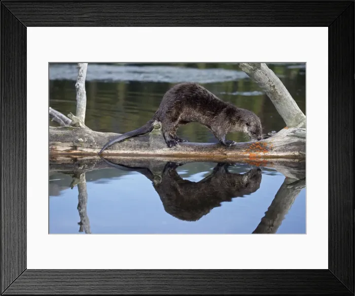Framed Print : River Otter - Wyoming - USA Framed Print : River Otter - Wyoming - USA