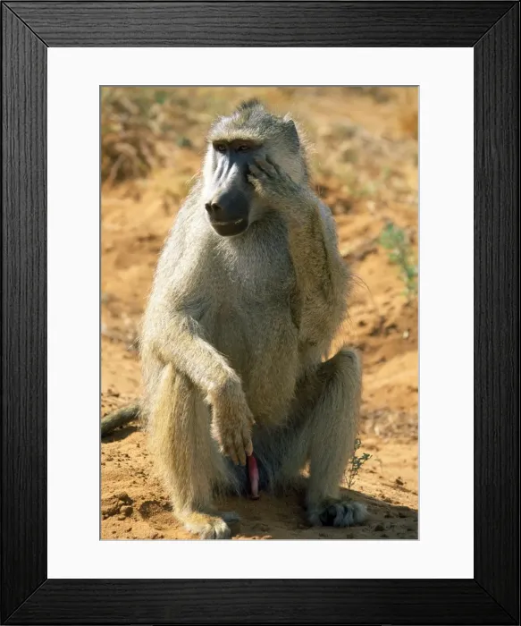 Framed Print : Yellow Baboon - showing genetalia - Tsavo - Kenya Framed Print : Yellow Baboon - showing genetalia - Tsavo - Kenya