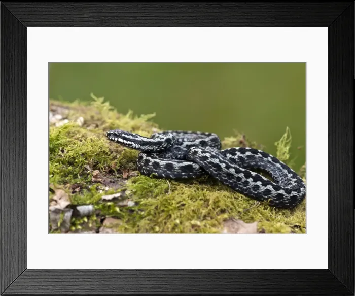 Framed Print : Adder - male - resting on mossy log - Lincolnshire - UK Framed Print : Adder - male - resting on mossy log - Lincolnshire - UK