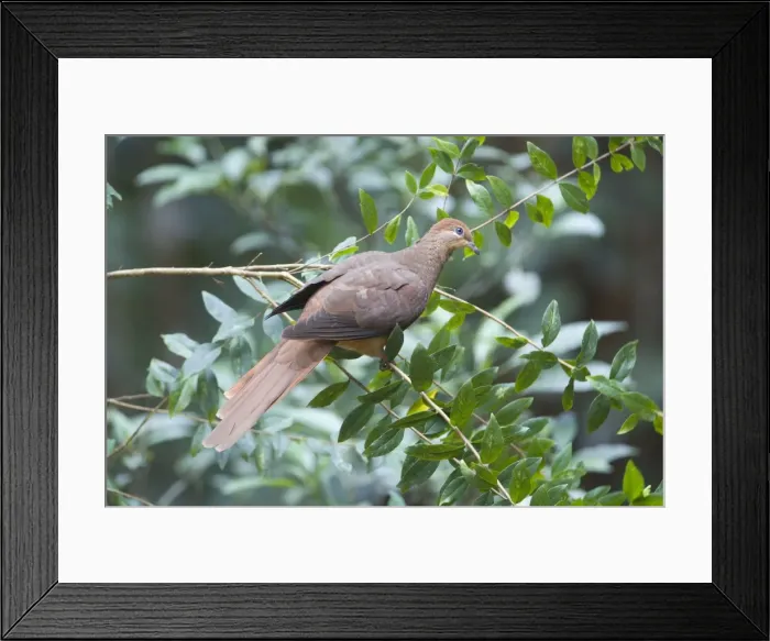 Framed Print : Brown Cuckoo-Dove / Brown Pigeon / Pheasant Pigeon - in a clearing in rainforest, Malanda, north Queensland, Australia. Distribution: eastern Australia and from Indonesia to the Philippines Framed Print : Brown Cuckoo-Dove / Brown Pigeon / Pheasant Pigeon - in a clearing in rainforest, Malanda, north Queensland, Australia. Distribution: eastern Australia and from Indonesia to the Philippines