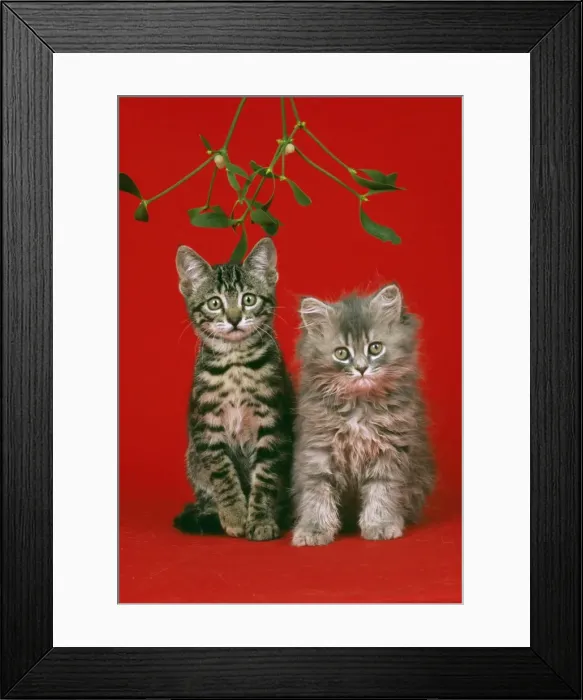 Framed Print : Cat JD 16787 E Kittens under mistletoe © John Daniels / ardea. com Framed Print : Cat JD 16787 E Kittens under mistletoe © John Daniels / ardea. com