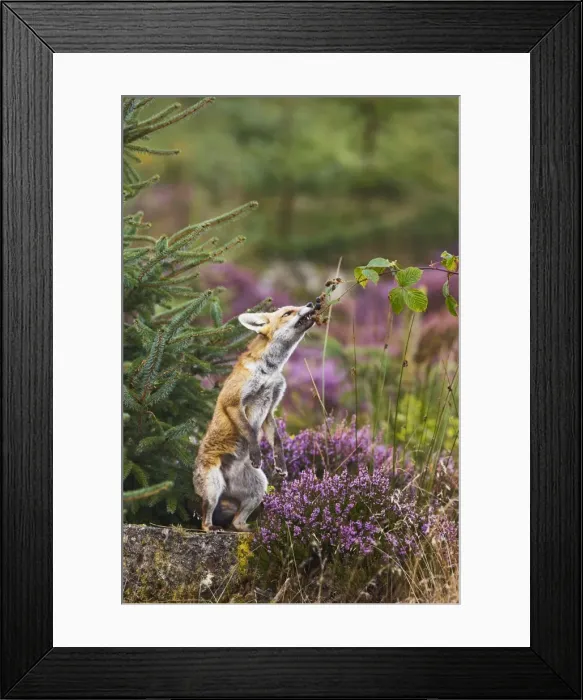 Framed Print : Red Fox - feeding on blackberries - controlled conditions 14720 Framed Print : Red Fox - feeding on blackberries - controlled conditions 14720
