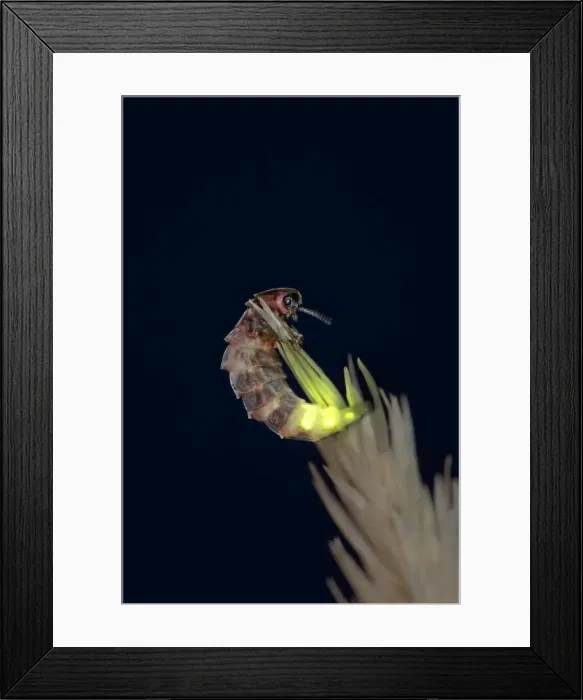 Framed Print : Glow Worm - female - UK Framed Print : Glow Worm - female - UK