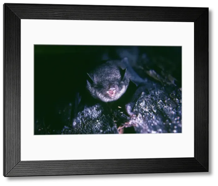 Framed Print : Vesper Bat / Black Guyana Myotis Bat - female Framed Print : Vesper Bat / Black Guyana Myotis Bat - female