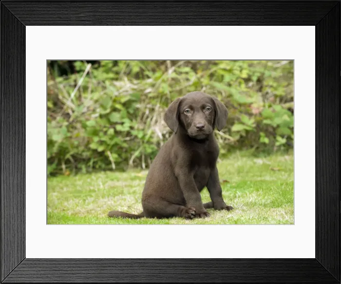 Framed Print : DOG. Chocolate labrador puppy (13 weeks) Framed Print : DOG. Chocolate labrador puppy (13 weeks)