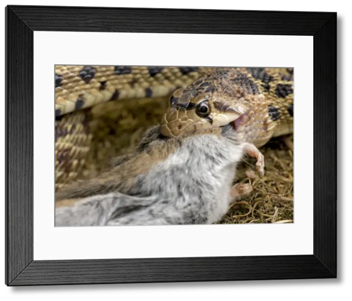 Framed Print : Pacific Gopher Snake Head - eating Mouse - Oregon - USA Framed Print : Pacific Gopher Snake Head - eating Mouse - Oregon - USA