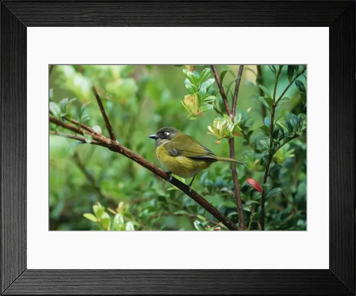 Framed Print : Common Bush Tanager DAD 1207 Monteverde Cloud Forest Reserve, Costa Rica. Chlorospingus opthalmicus © David Dixon / ardea. com Framed Print : Common Bush Tanager DAD 1207 Monteverde Cloud Forest Reserve, Costa Rica. Chlorospingus opthalmicus © David Dixon / ardea. com