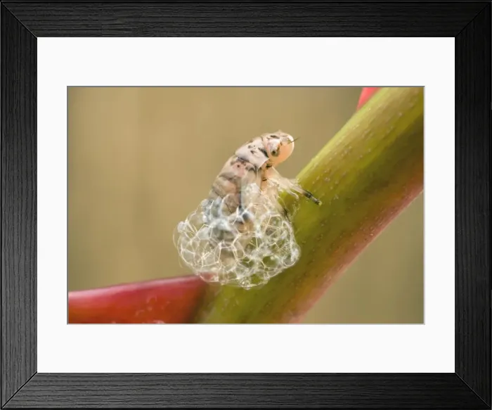 Framed Print : Spit Bug / Froghopper nymph - making bubble enclosure on rose stem - UK Framed Print : Spit Bug / Froghopper nymph - making bubble enclosure on rose stem - UK