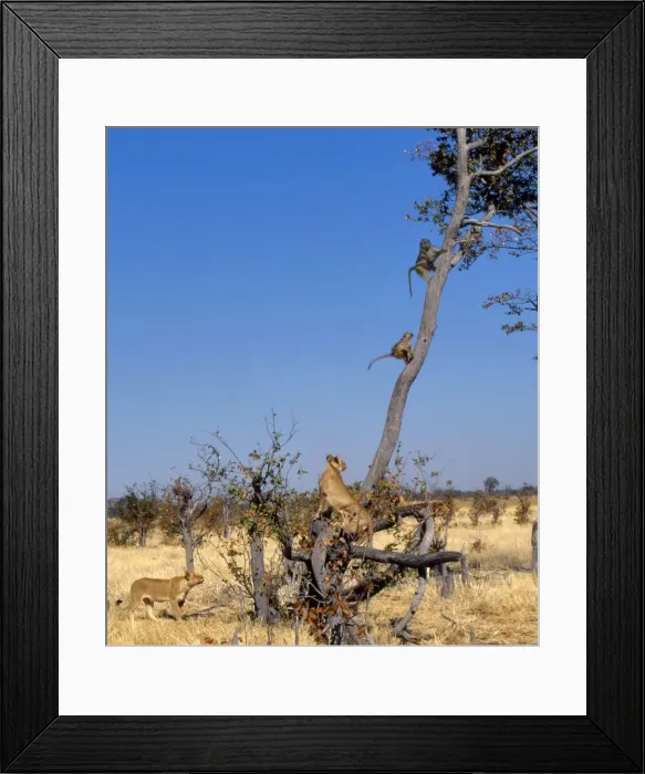 Framed Print : Lions and Chacma Baboons CRH 704 Lions chasing Baboons who take refuge up a tree Moremi, Botswana Panthera leo & Papio ursinus © Chris Harvey / ardea. com Framed Print : Lions and Chacma Baboons CRH 704 Lions chasing Baboons who take refuge up a tree Moremi, Botswana Panthera leo & Papio ursinus © Chris Harvey / ardea. com