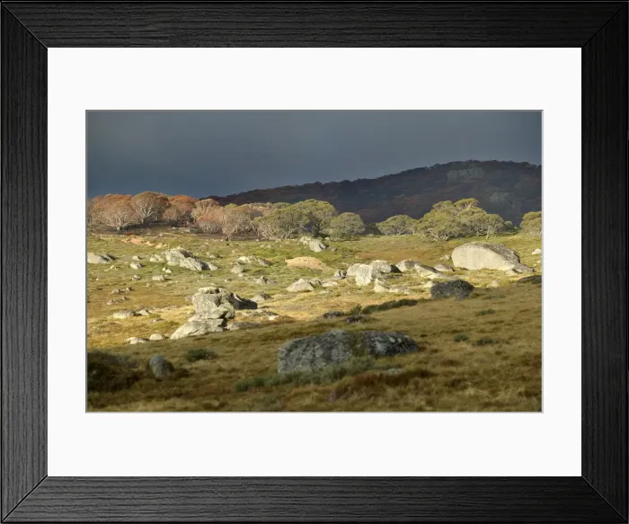 Framed Print : Bogong High Plains JLR 59 Near Pretty Valley - Alpine National Park, North East Victoria, Australia © Jean-Marc La-Roque / ardea. com Framed Print : Bogong High Plains JLR 59 Near Pretty Valley - Alpine National Park, North East Victoria, Australia © Jean-Marc La-Roque / ardea. com