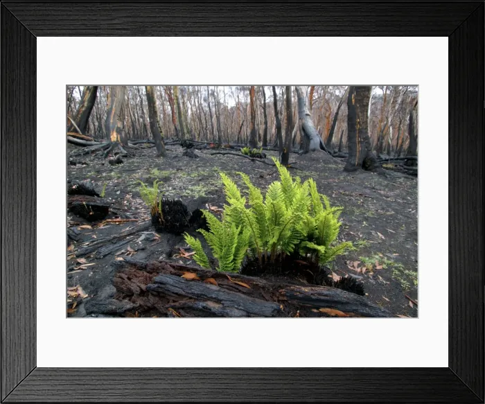 Framed Print : Regrow of ferns after bush fire JLR 35 Davies plain - Alpine National Park North East Victoria. Australia © Jean-Marc La-Roque / ardea. com Framed Print : Regrow of ferns after bush fire JLR 35 Davies plain - Alpine National Park North East Victoria. Australia © Jean-Marc La-Roque / ardea. com