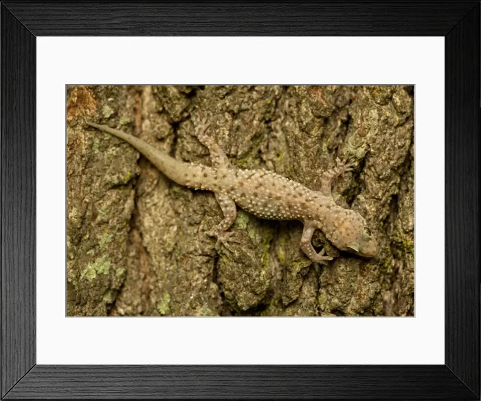 Framed Print : Mediterrranean Gecko - showing regenerated tail - Introduced to New Orleans in the 1940's on ships in the port - Native to Old World - lives around human habitation - Louisiana