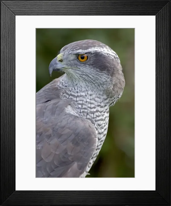 Framed Print : Northern Goshawk - controlled conditions - Oregon - USA Framed Print : Northern Goshawk - controlled conditions - Oregon - USA