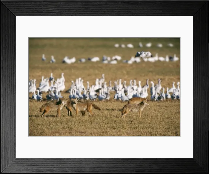 Framed Print : Coyote COS 352 Pack with Snow Geese, New Mexico, USA. Canis latrans © Bill Coster / ARDEA LONDON Framed Print : Coyote COS 352 Pack with Snow Geese, New Mexico, USA. Canis latrans © Bill Coster / ARDEA LONDON