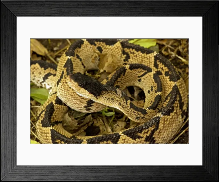 Framed Print : Black-headed Bushmaster - captive - Venomous - Costa Rica Framed Print : Black-headed Bushmaster - captive - Venomous - Costa Rica