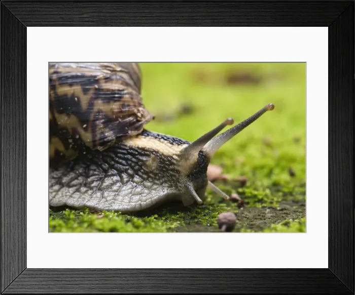Framed Print : Giant African Land / Elegant Agate Snail - one of many Achatina species which are invasive pests of agricultural crops and flower gardens - this species occurs in Zimbabwe and South Africa - Grahamstown - Eastern Cape - South Africa Framed Print : Giant African Land / Elegant Agate Snail - one of many Achatina species which are invasive pests of agricultural crops and flower gardens - this species occurs in Zimbabwe and South Africa - Grahamstown - Eastern Cape - South Africa