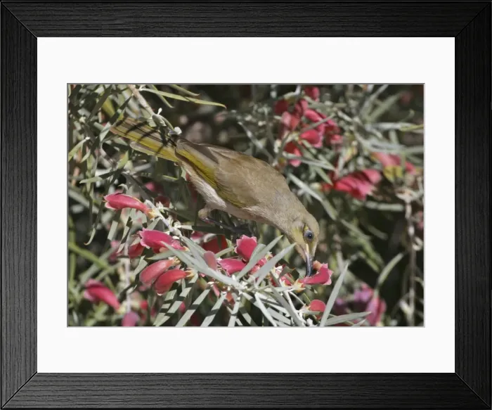 Framed Print : Brown Honeyeater - feeding on Native Fuchsia Eremophila latrobei, in an urban garden, Alice Springs, Nthn Territory, Australia Framed Print : Brown Honeyeater - feeding on Native Fuchsia Eremophila latrobei, in an urban garden, Alice Springs, Nthn Territory, Australia