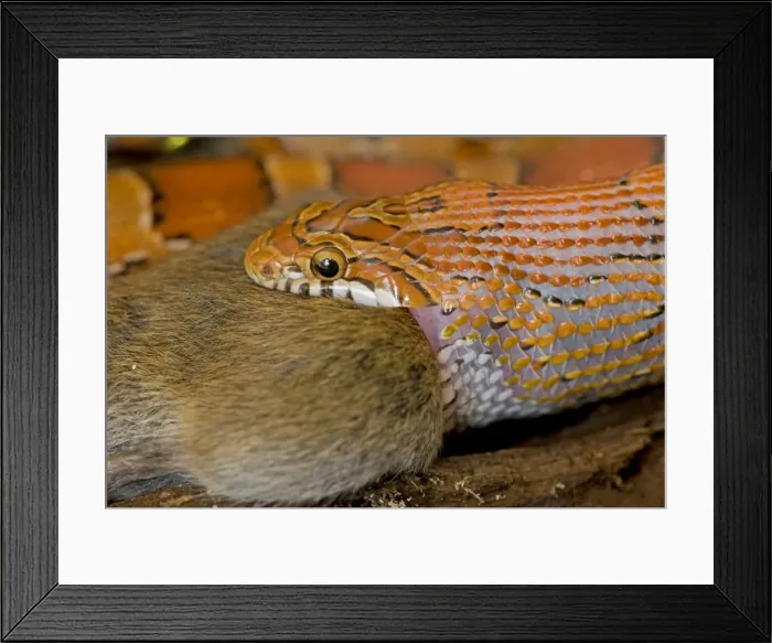 Framed Print : Corn Snake - eating Mouse - controlled conditions - USA Framed Print : Corn Snake - eating Mouse - controlled conditions - USA