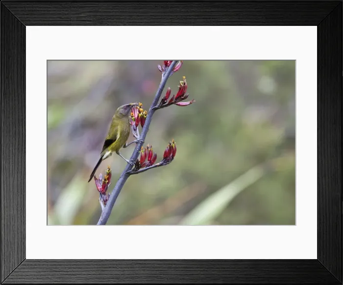 Framed Print : New Zealand Bellbird  /  Korimako - feeding on a Mountain Flax above Otira, Westland, South Island, New Zealand