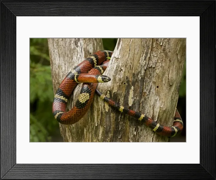 Framed Print : Tropical Milk Snake / Milksnake - Costa Rica Framed Print : Tropical Milk Snake / Milksnake - Costa Rica