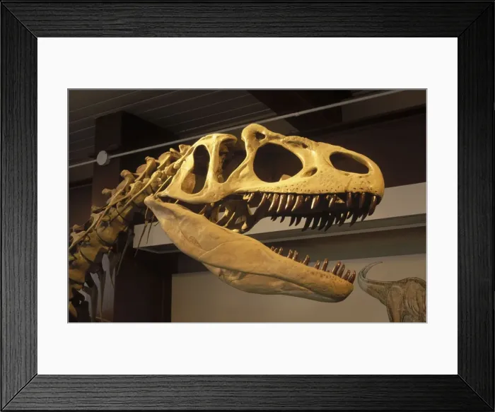 Framed Print : Dinosaurs - Theropods - Allosaurus. Skull, detail of a full skeleton mount in exhibit in the Visitor Center at Dinosaur National Monument, Utah, USA Morrison Formation, Jurassic Framed Print : Dinosaurs - Theropods - Allosaurus. Skull, detail of a full skeleton mount in exhibit in the Visitor Center at Dinosaur National Monument, Utah, USA Morrison Formation, Jurassic