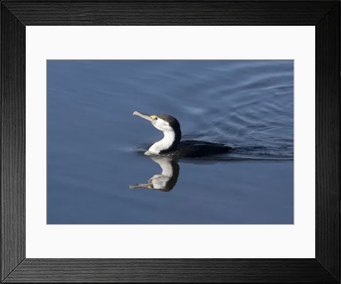 Framed Print : Pied Cormorant - in a stream near Waikuku - Canterbury - New Zealand Framed Print : Pied Cormorant - in a stream near Waikuku - Canterbury - New Zealand