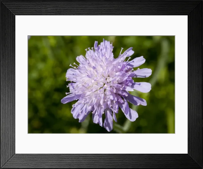 Framed Print : Field scabious - close up of flower growing in a meadow. England, UK Framed Print : Field scabious - close up of flower growing in a meadow. England, UK