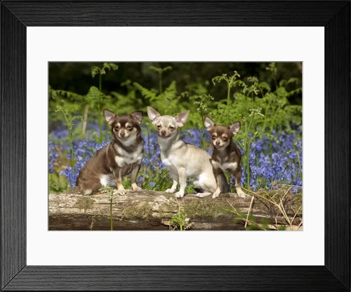 Framed Print : DOG - Chihuahuas sitting together on log in bluebells