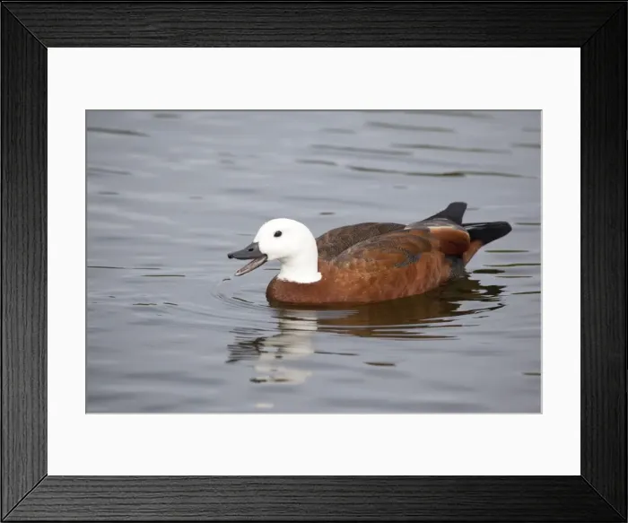 Framed Print : Paradise Shelduck - female in a pool near Queen Elizabeth the Second Park near Travis Wetland Refuge, Christchurch, New Zealand Framed Print : Paradise Shelduck - female in a pool near Queen Elizabeth the Second Park near Travis Wetland Refuge, Christchurch, New Zealand