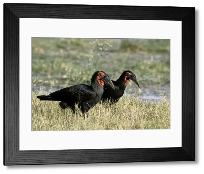 Framed Print : Ground Hornbill - Okavango - Botswana Framed Print : Ground Hornbill - Okavango - Botswana