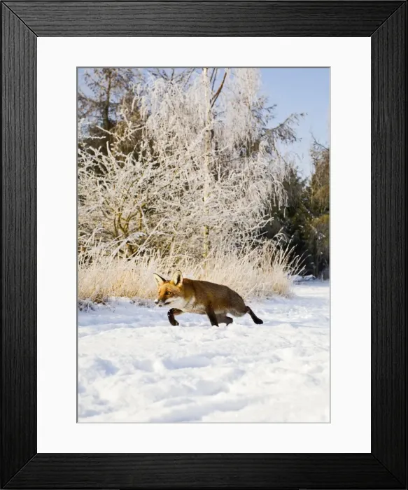 Framed Print : Red Fox - in snow stalking - controlled conditions 15790 Framed Print : Red Fox - in snow stalking - controlled conditions 15790