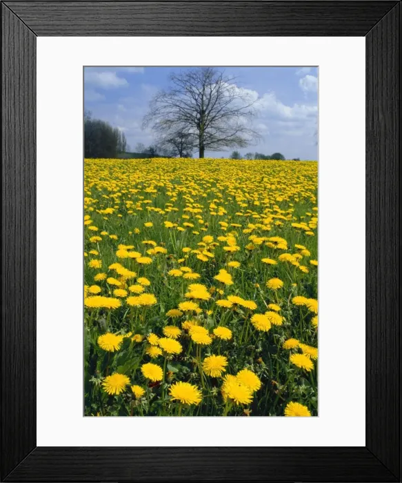 Framed Print : Dandelion field - April - Dorset, UK Framed Print : Dandelion field - April - Dorset, UK