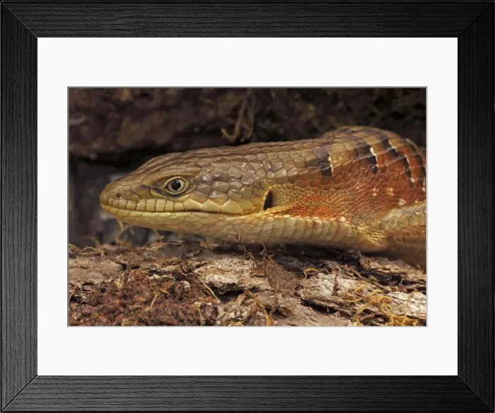 Framed Print : Southern Alligator Lizard - close-up of head - Oregon - USA - Native to the pacific coast of North America Framed Print : Southern Alligator Lizard - close-up of head - Oregon - USA - Native to the pacific coast of North America