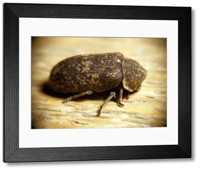 Framed Print : Death-watch Beetle Framed Print : Death-watch Beetle