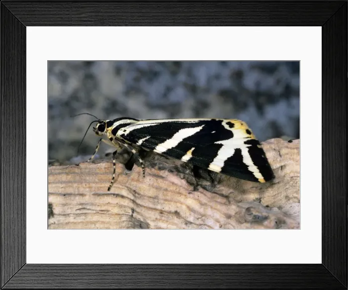 Framed Print : Jersey Tiger Moth Framed Print : Jersey Tiger Moth