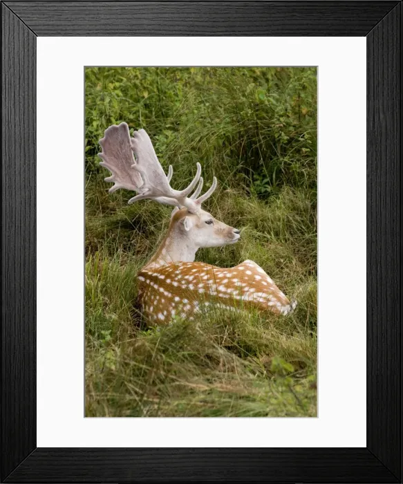 Framed Print : Fallow Deer - male in velvet - resting in undergrowth - UK Framed Print : Fallow Deer - male in velvet - resting in undergrowth - UK