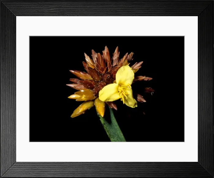 Framed Print : Stegolepis guianensis, Summit of Mount Roraima, Venezuela, South America Framed Print : Stegolepis guianensis, Summit of Mount Roraima, Venezuela, South America