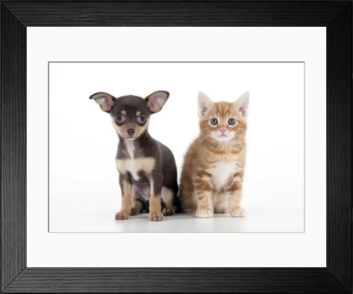 Framed Print : DOG - Chihuahua puppy sitting next to kitten Framed Print : DOG - Chihuahua puppy sitting next to kitten