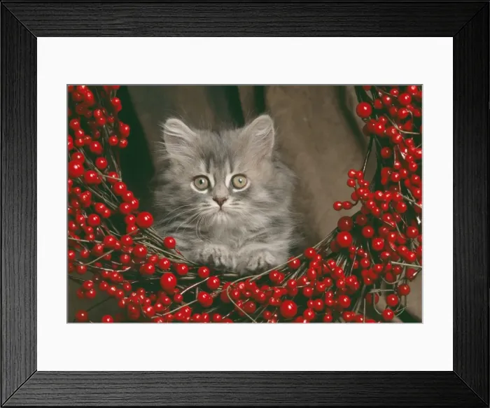 Framed Print : Cat JD 16790 E Kitten looking thriugh wreath of berries © John Daniels / ardea. com Framed Print : Cat JD 16790 E Kitten looking thriugh wreath of berries © John Daniels / ardea. com