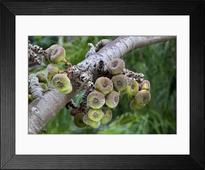 Framed Print : Ficus auriculata - this genus consists of abourt 800 species of deciduous trees and shrubs, which includes the common fig - Botanical Gardens at Puerto de la Cruz - Tenerife - February Framed Print : Ficus auriculata - this genus consists of abourt 800 species of deciduous trees and shrubs, which includes the common fig - Botanical Gardens at Puerto de la Cruz - Tenerife - February